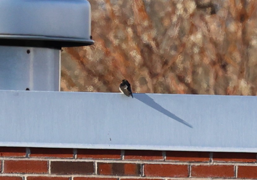Barn Swallow - ML646713166