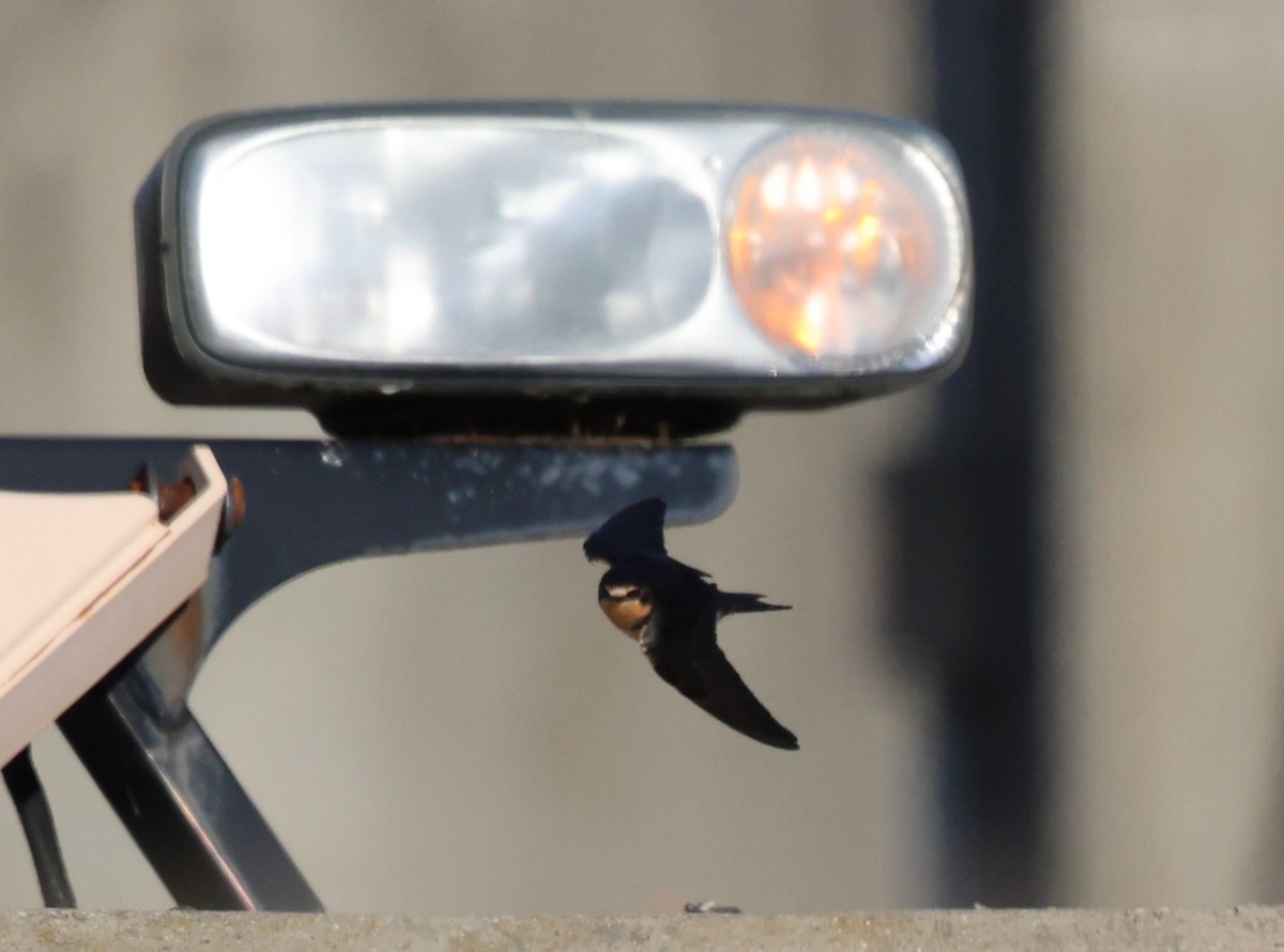 Barn Swallow - ML646713167