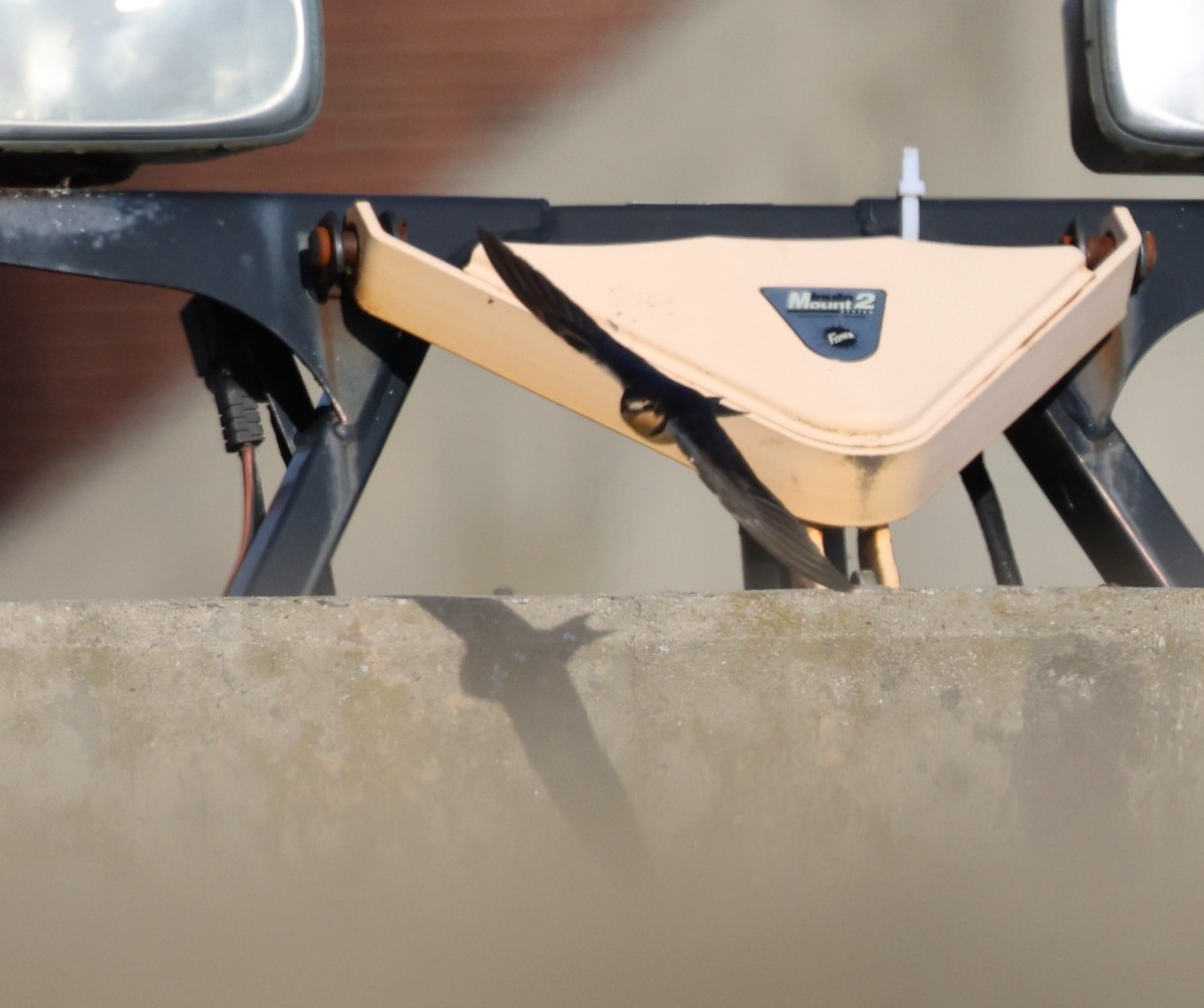 Barn Swallow - ML646713168