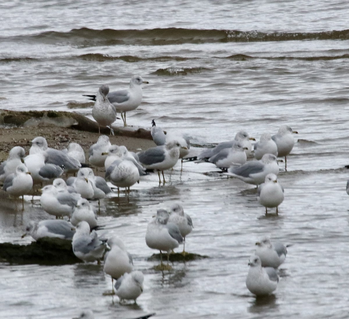 Мартин сивий аляскинський - ML646713171