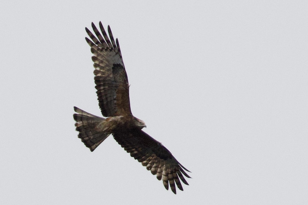 Square-tailed Kite - ML646713173