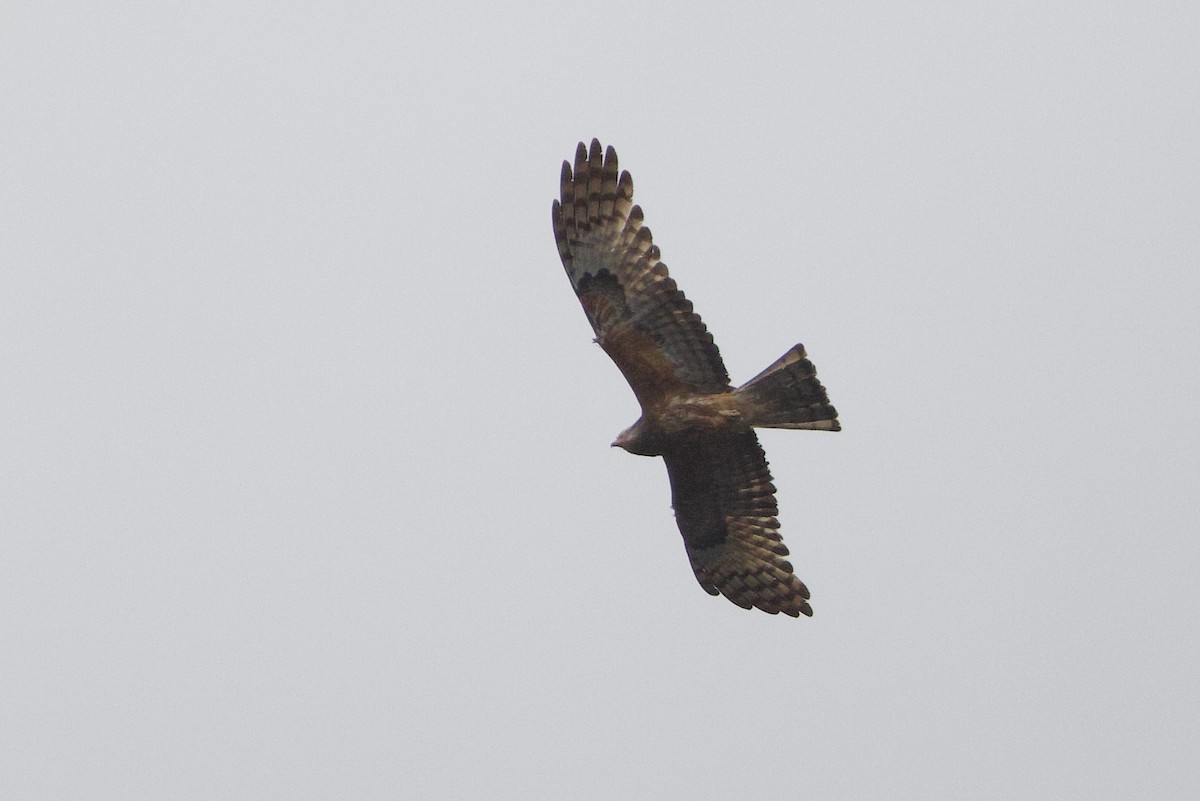 Square-tailed Kite - ML646713178