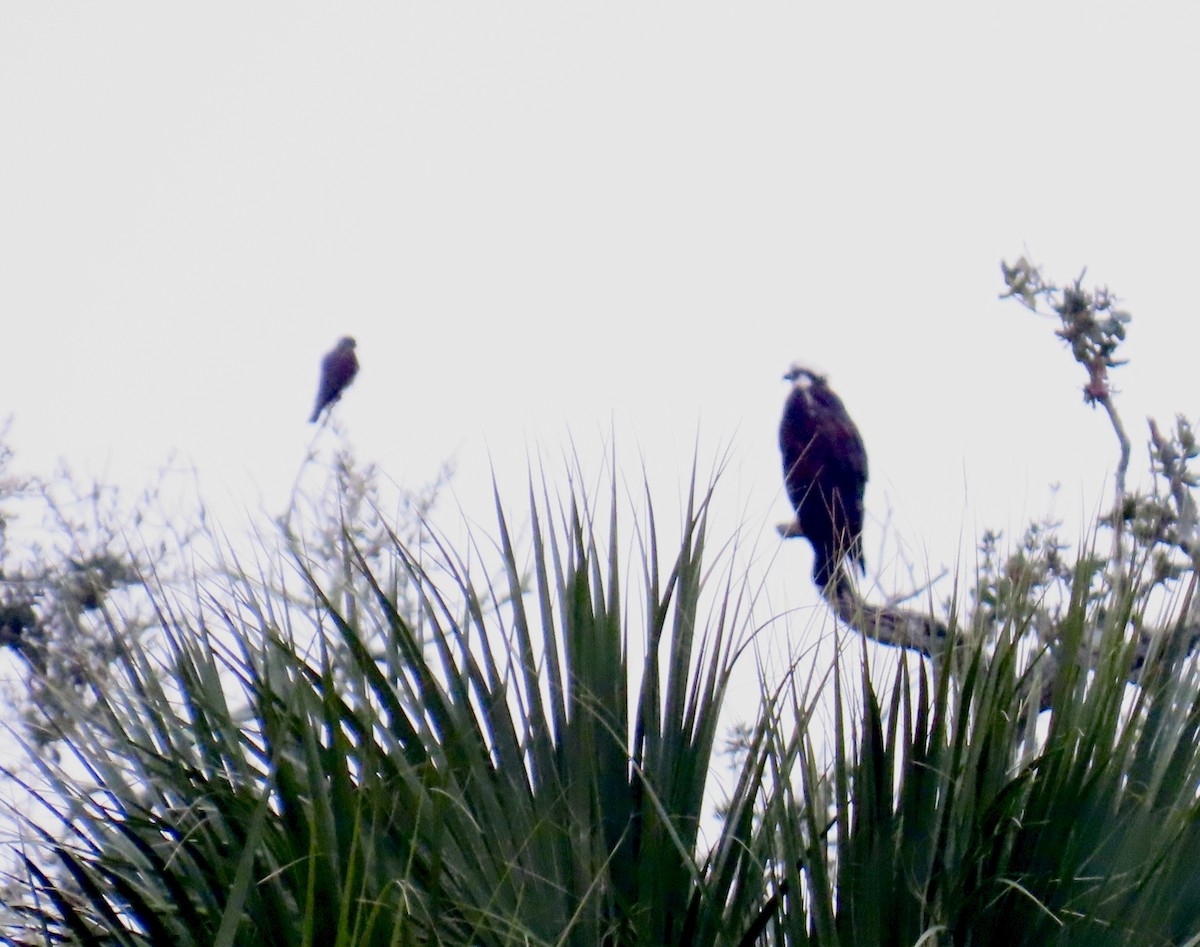 שלך - ML646713179