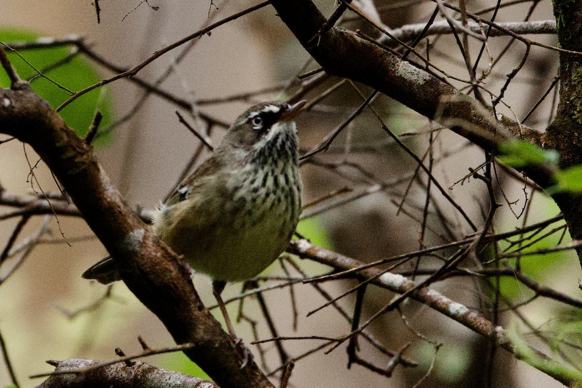 Spotted Scrubwren - ML646713188