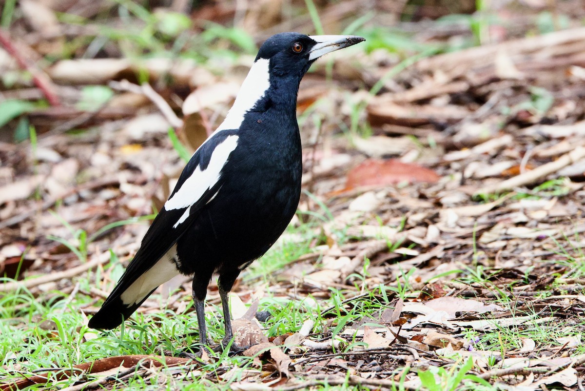 Australian Magpie (Western) - ML646713193