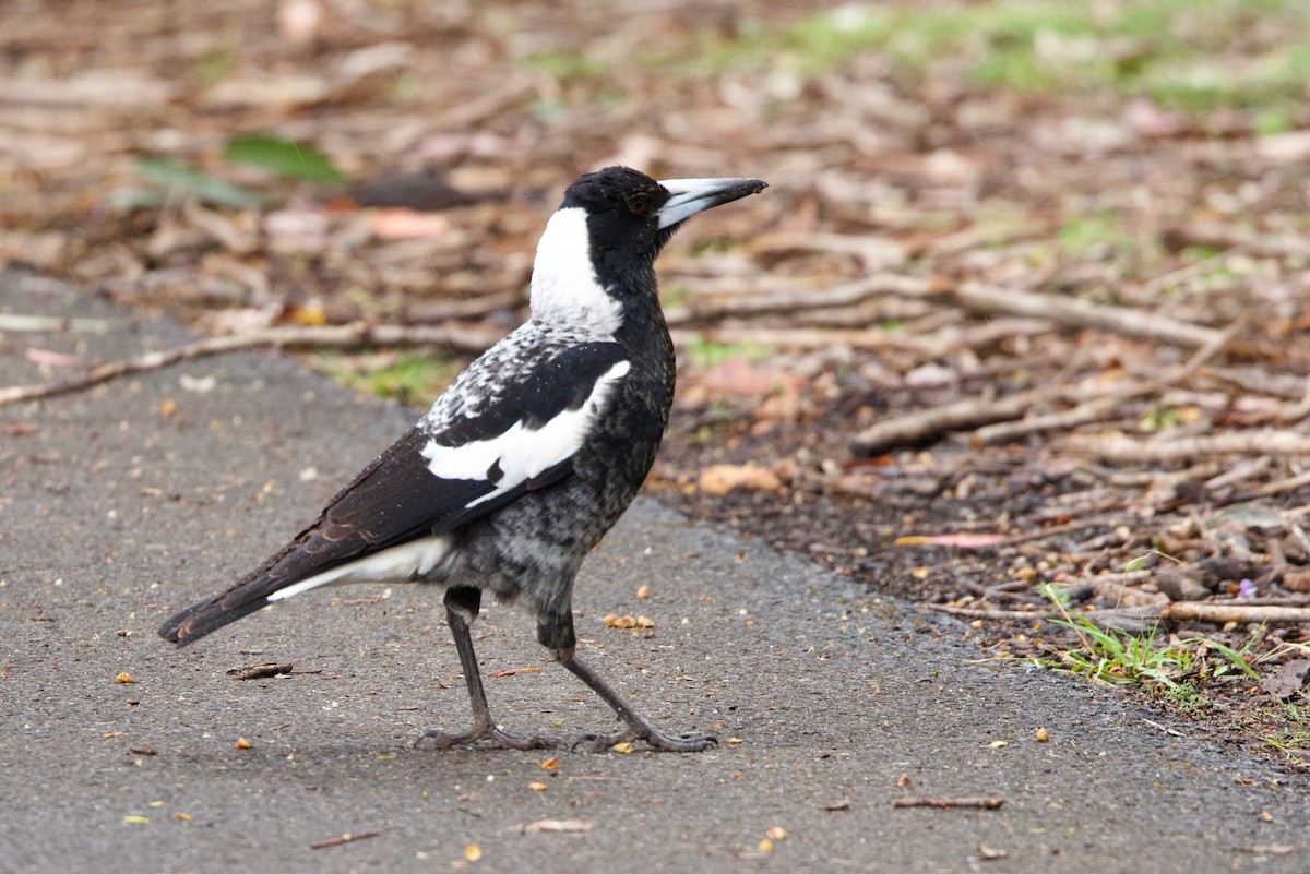 Australian Magpie (Western) - ML646713195