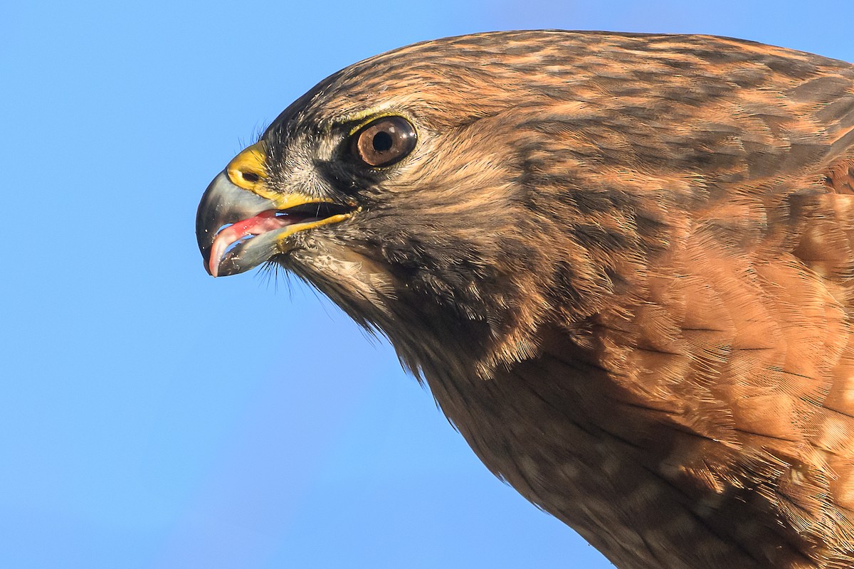 Red-shouldered Hawk - ML646713196