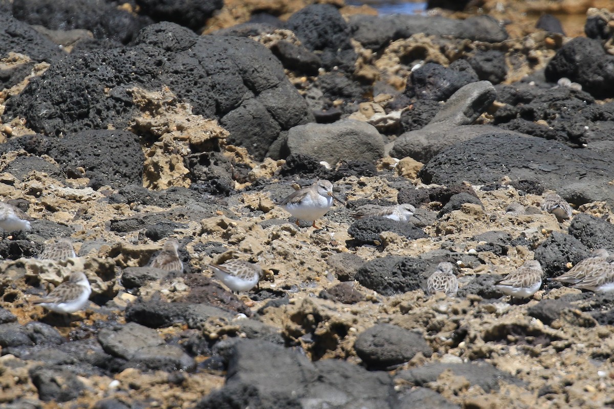 ソリハシシギ - ML646713197