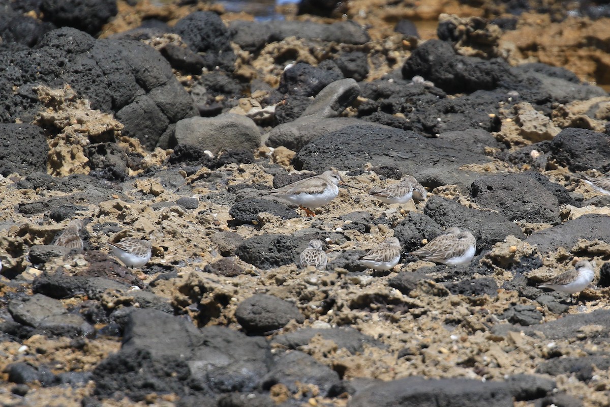 ソリハシシギ - ML646713198