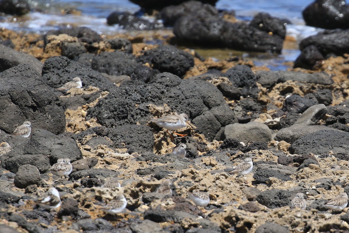 ソリハシシギ - ML646713199