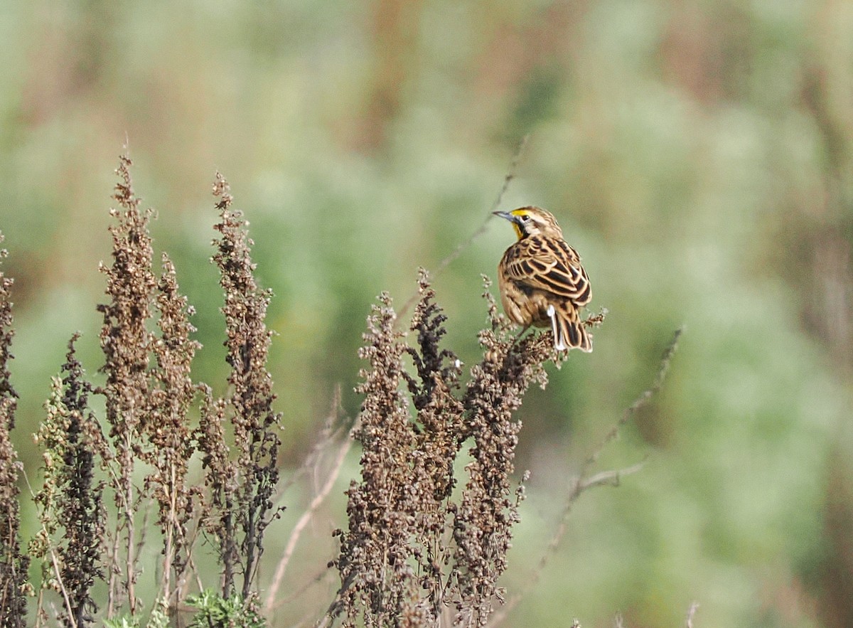 Abyssinian Longclaw - ML646713200