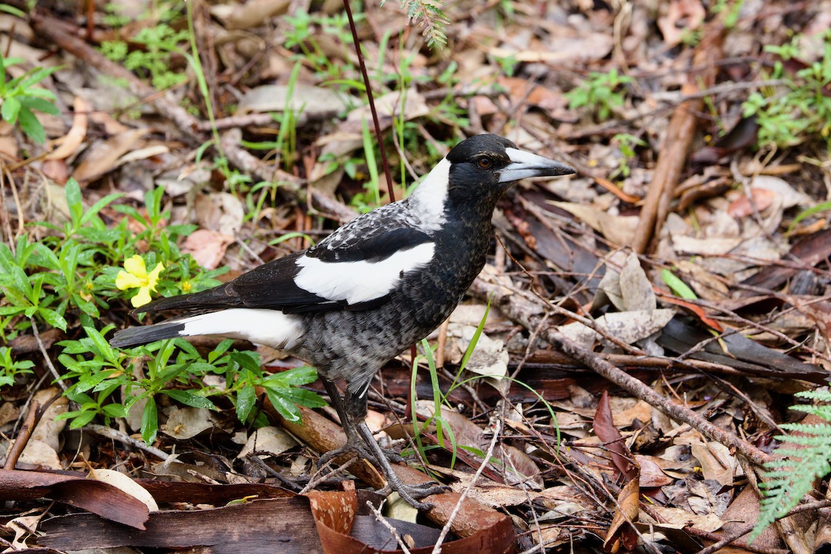 Australian Magpie (Western) - ML646713201