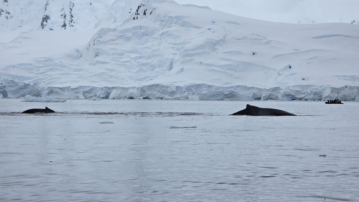 大翅鯨 - ML646713202