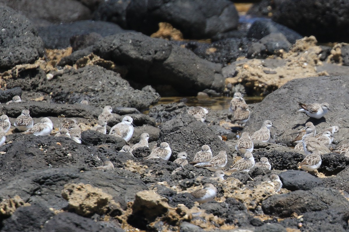 ミユビシギ - ML646713203