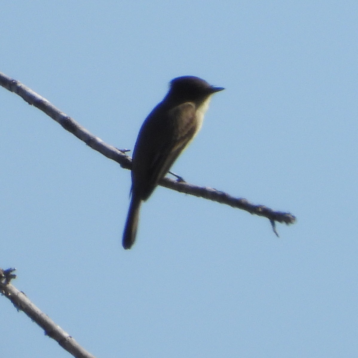 Eastern Phoebe - ML646713204