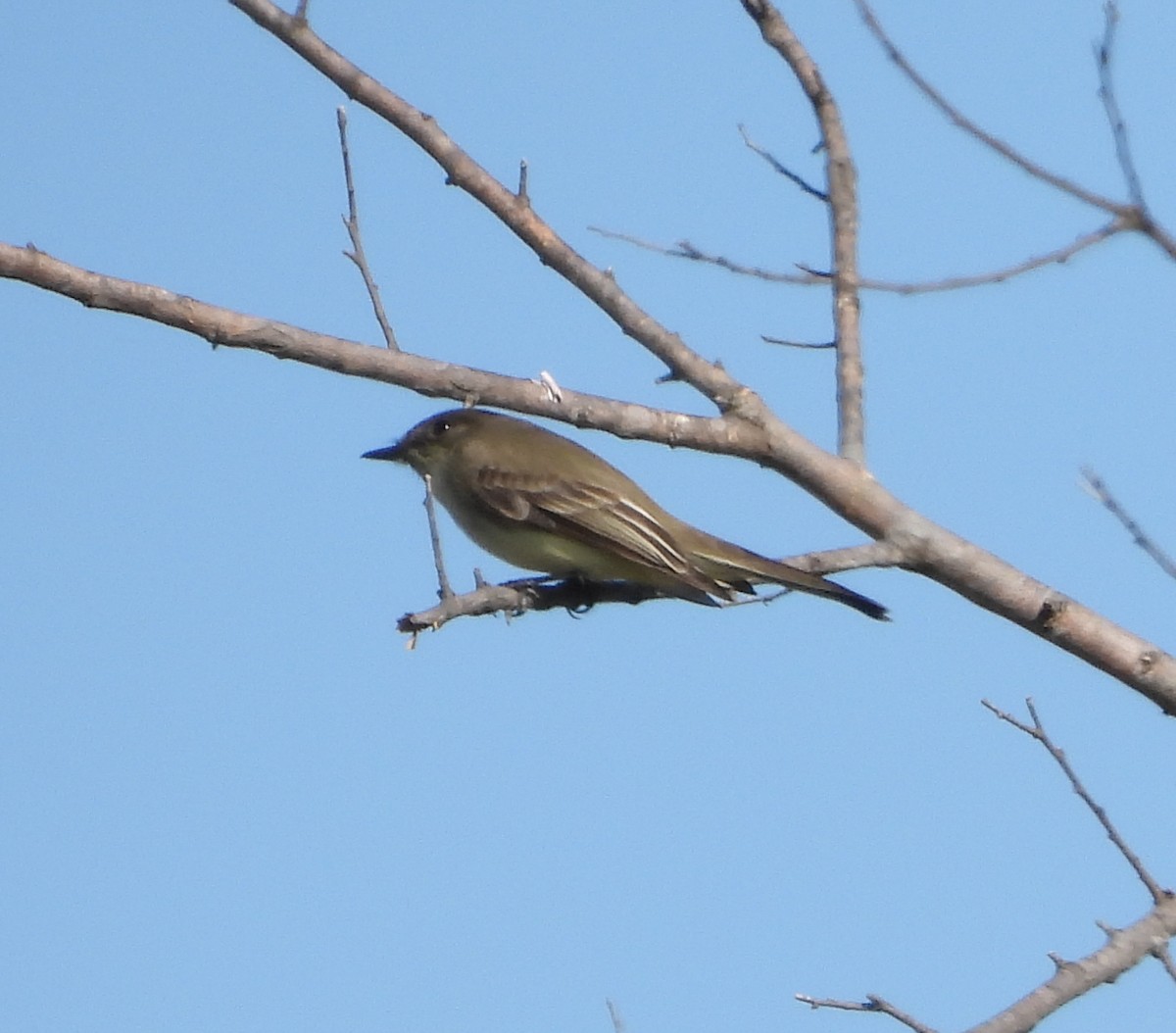 Eastern Phoebe - ML646713205
