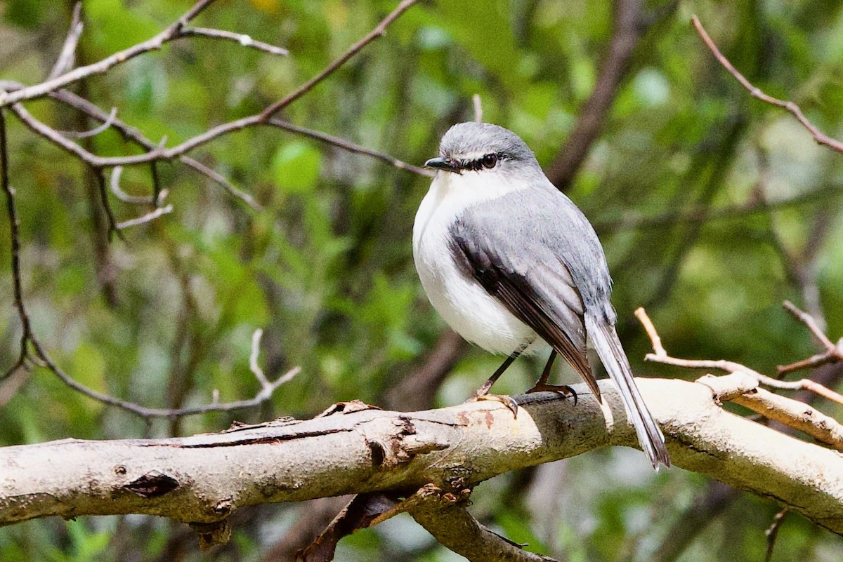 White-breasted Robin - ML646713206