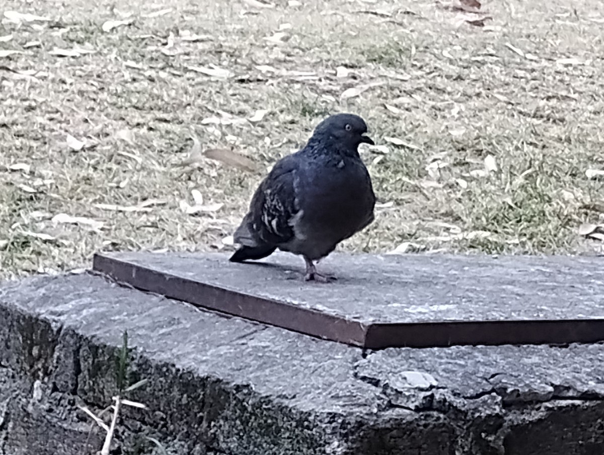 Rock Pigeon (Feral Pigeon) - ML646713207