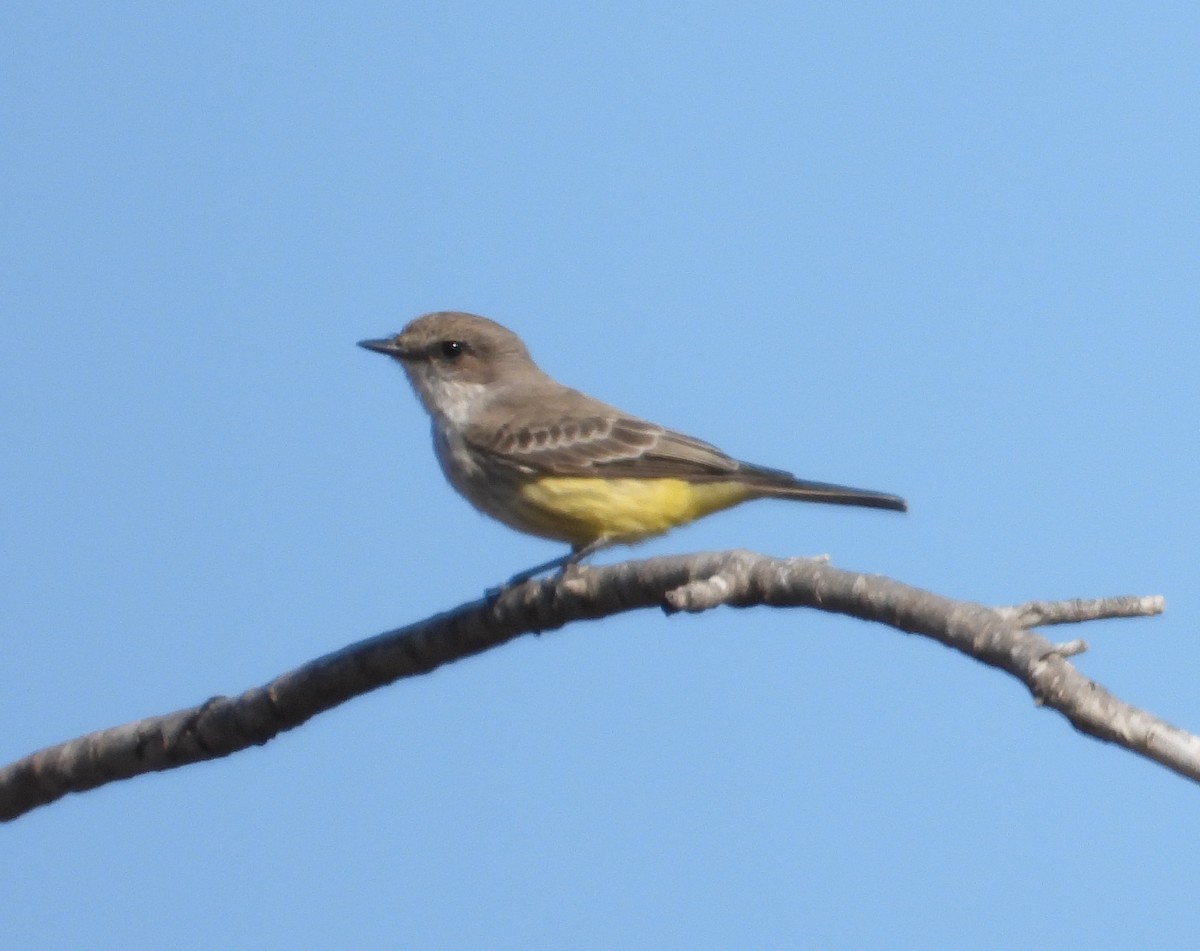 Vermilion Flycatcher - ML646713208