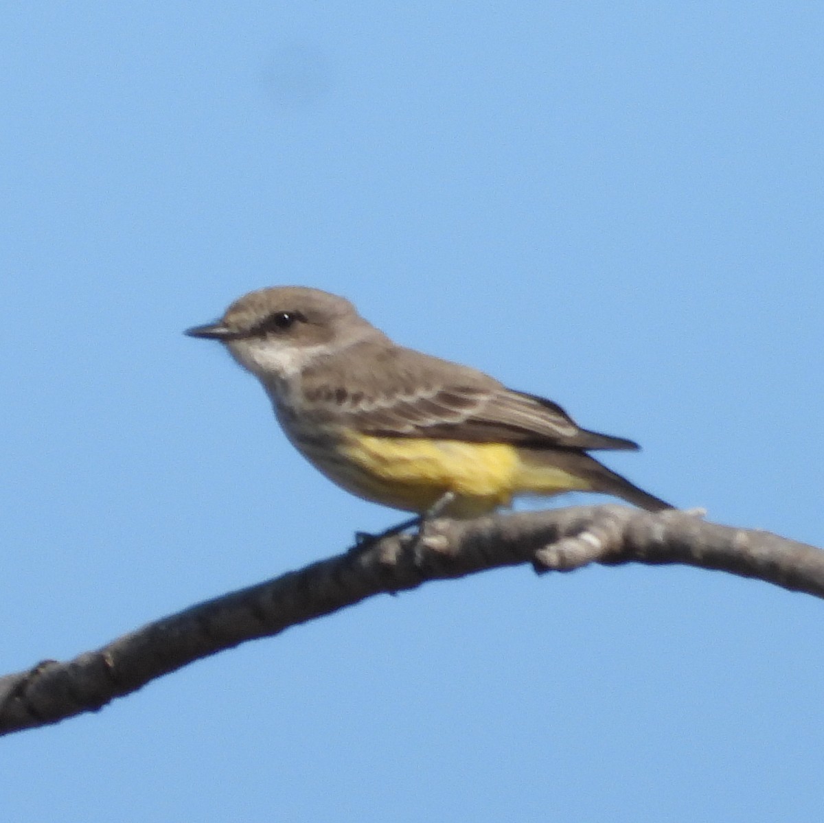 Vermilion Flycatcher - ML646713209