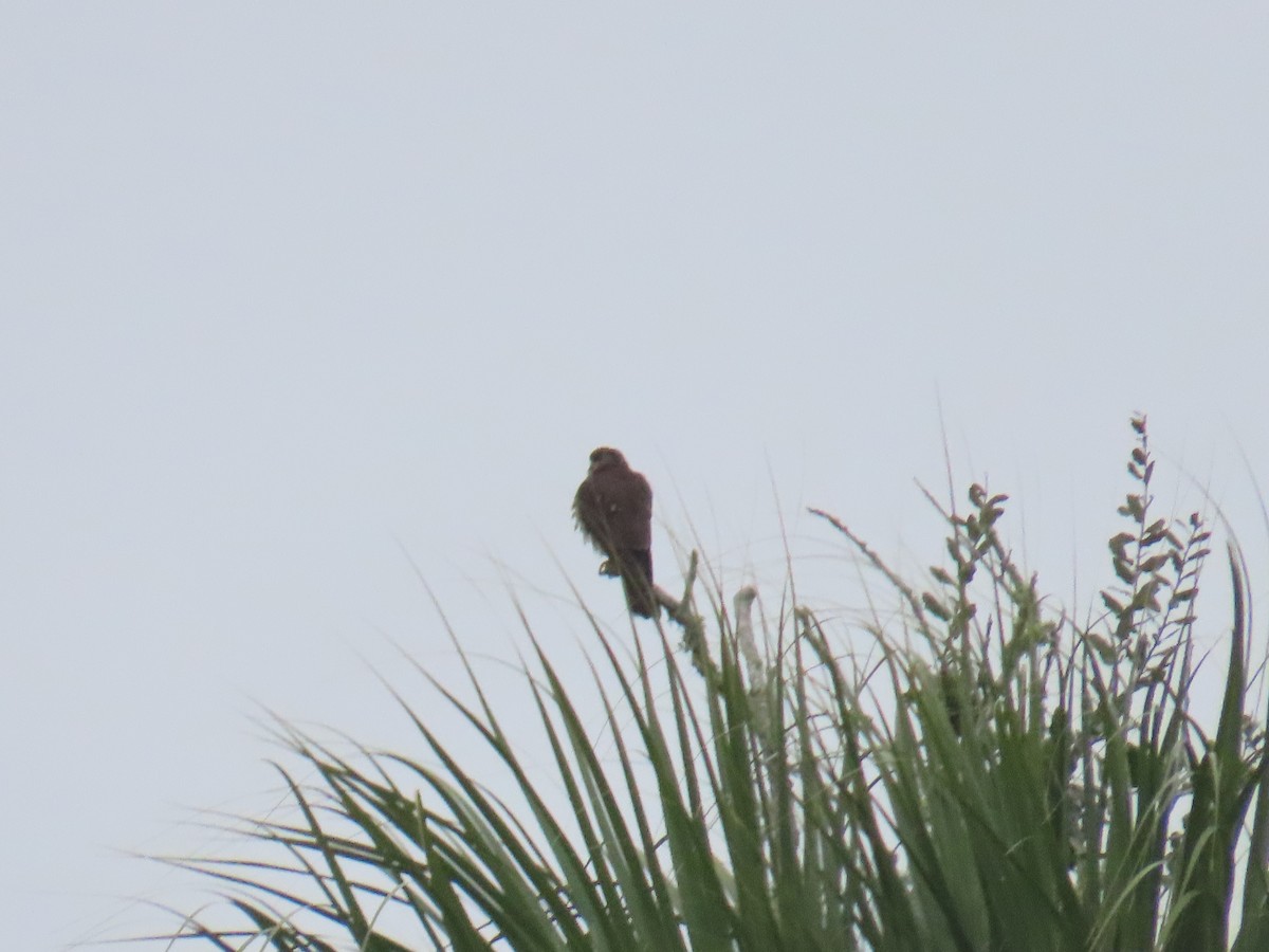 Merlin - ML646713210