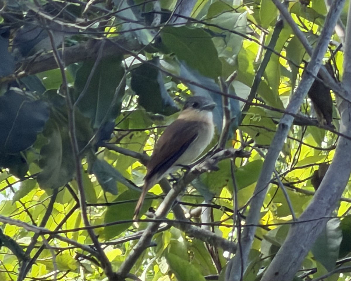 Rose-throated Becard - ML646713211