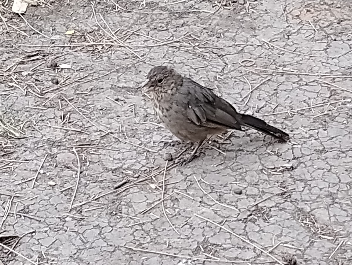 Canyon Towhee - ML646713212
