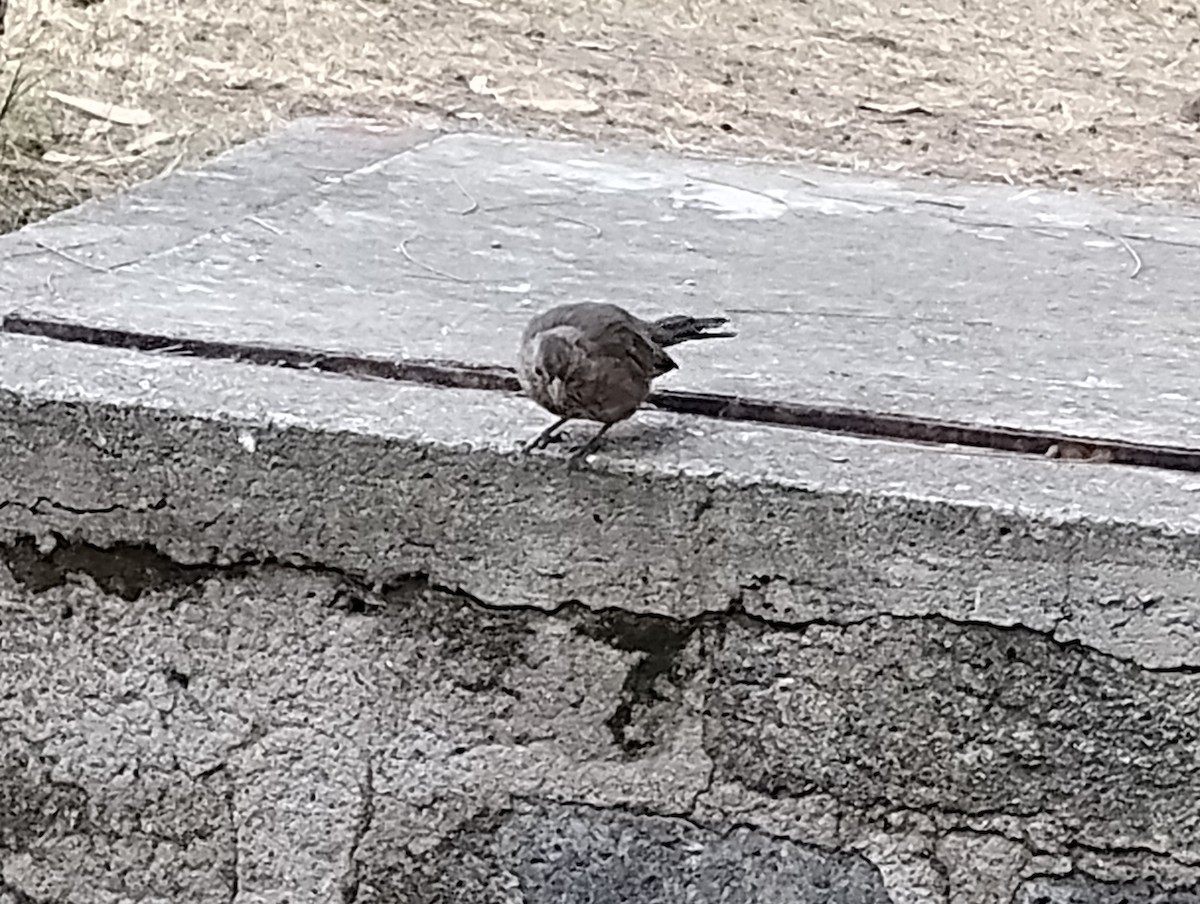 Canyon Towhee - ML646713213