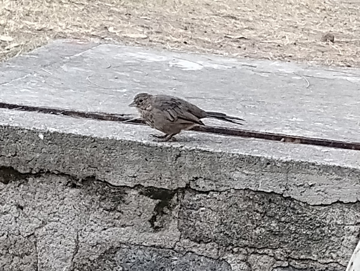 Canyon Towhee - ML646713214