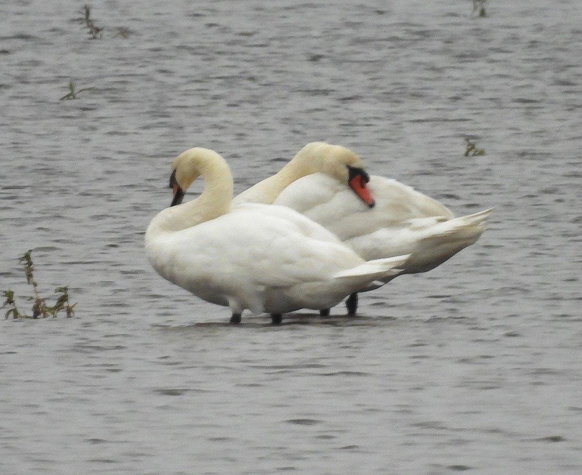 Mute Swan - ML646713218