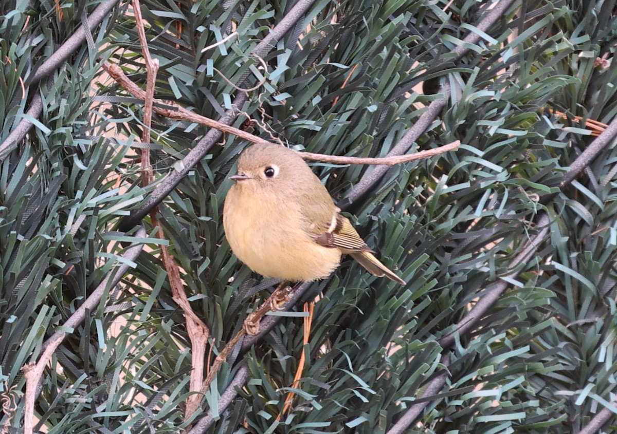 Ruby-crowned Kinglet - ML646713219