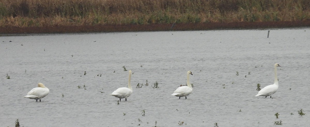 Mute Swan - ML646713221