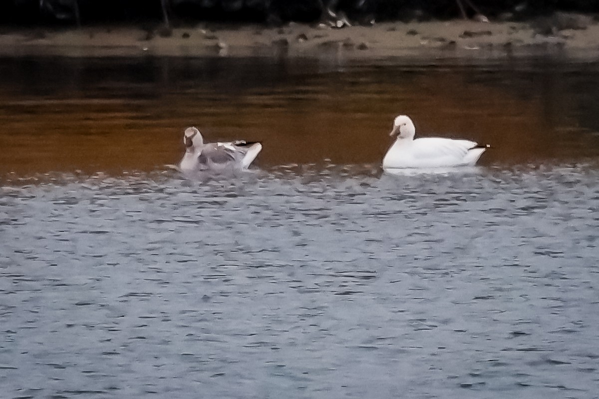 Snow Goose - ML646713226