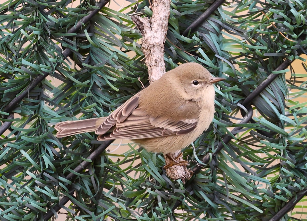 Pine Warbler - ML646713232