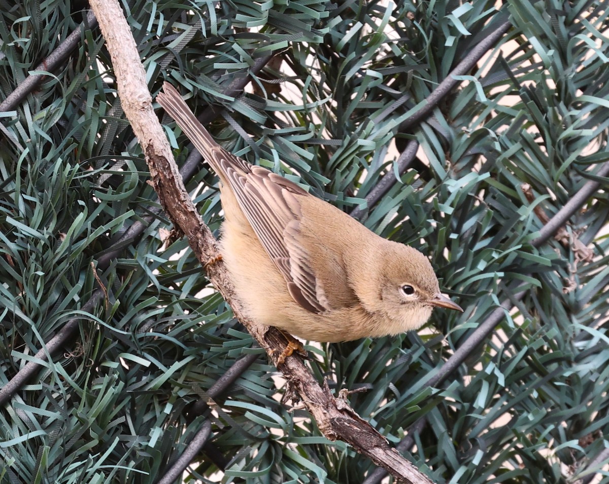 Pine Warbler - ML646713233