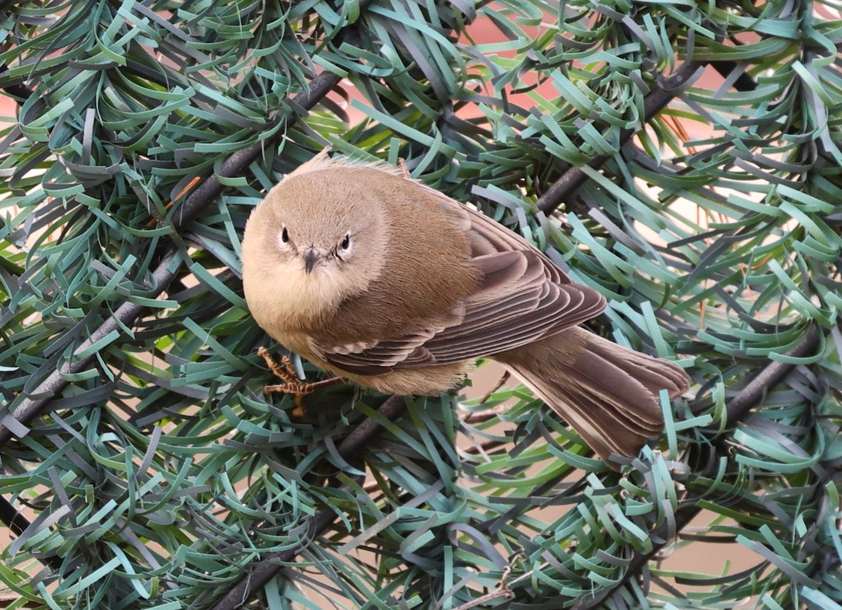 Pine Warbler - ML646713234