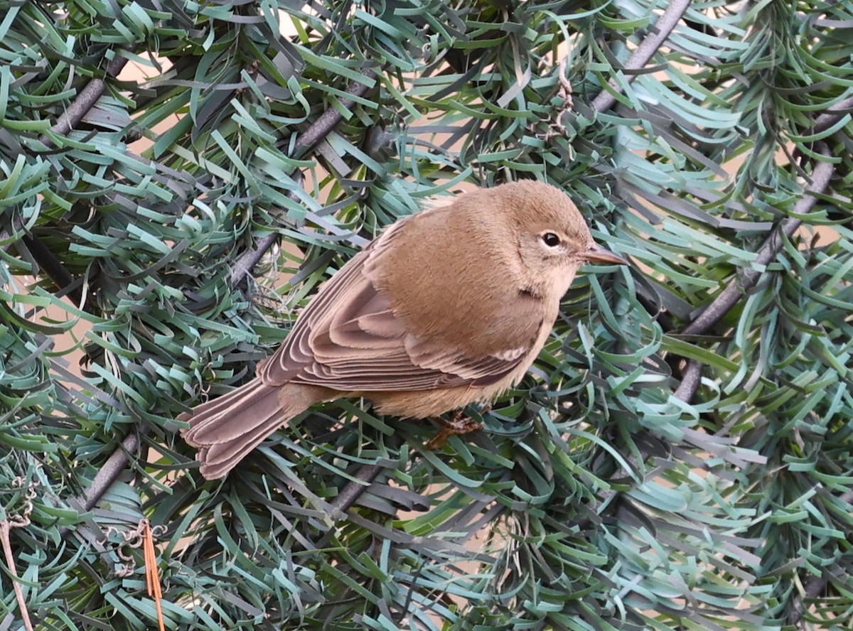 Pine Warbler - ML646713235
