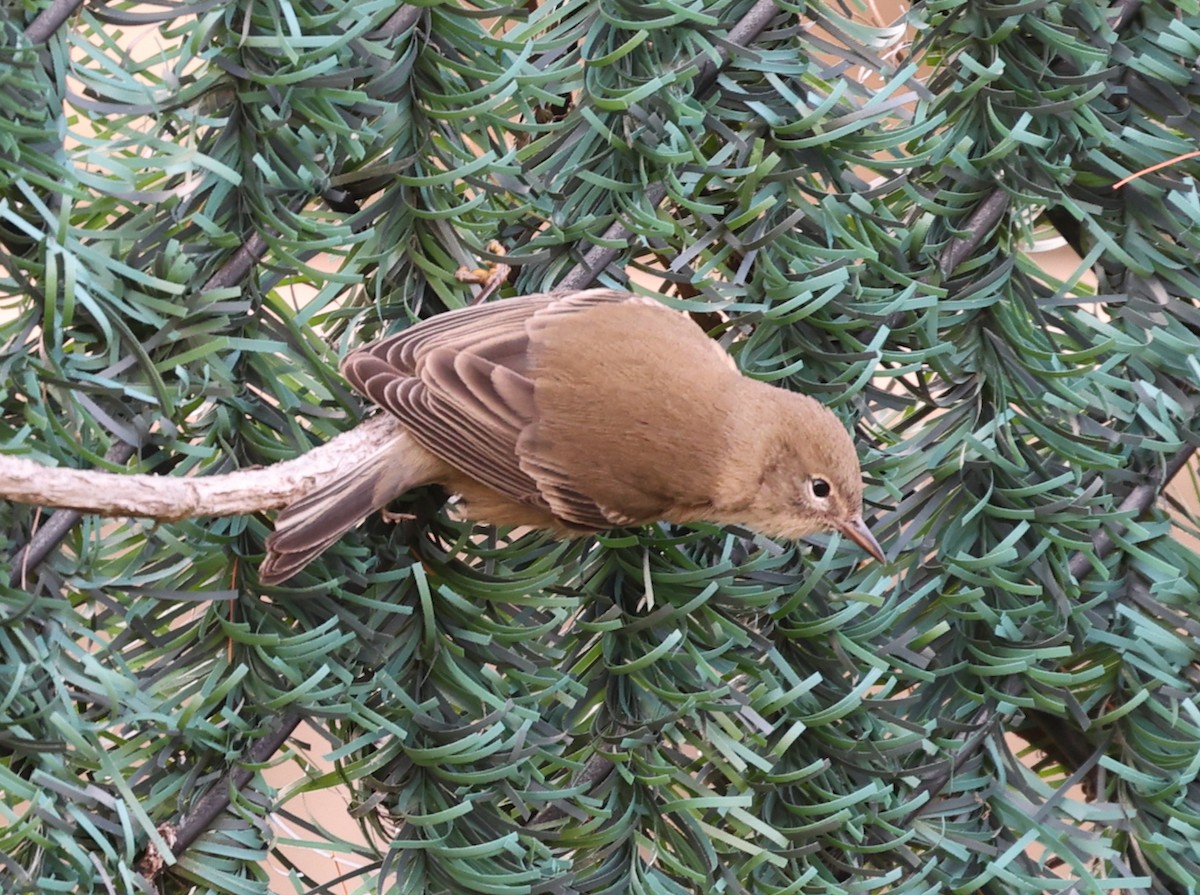 Pine Warbler - ML646713236