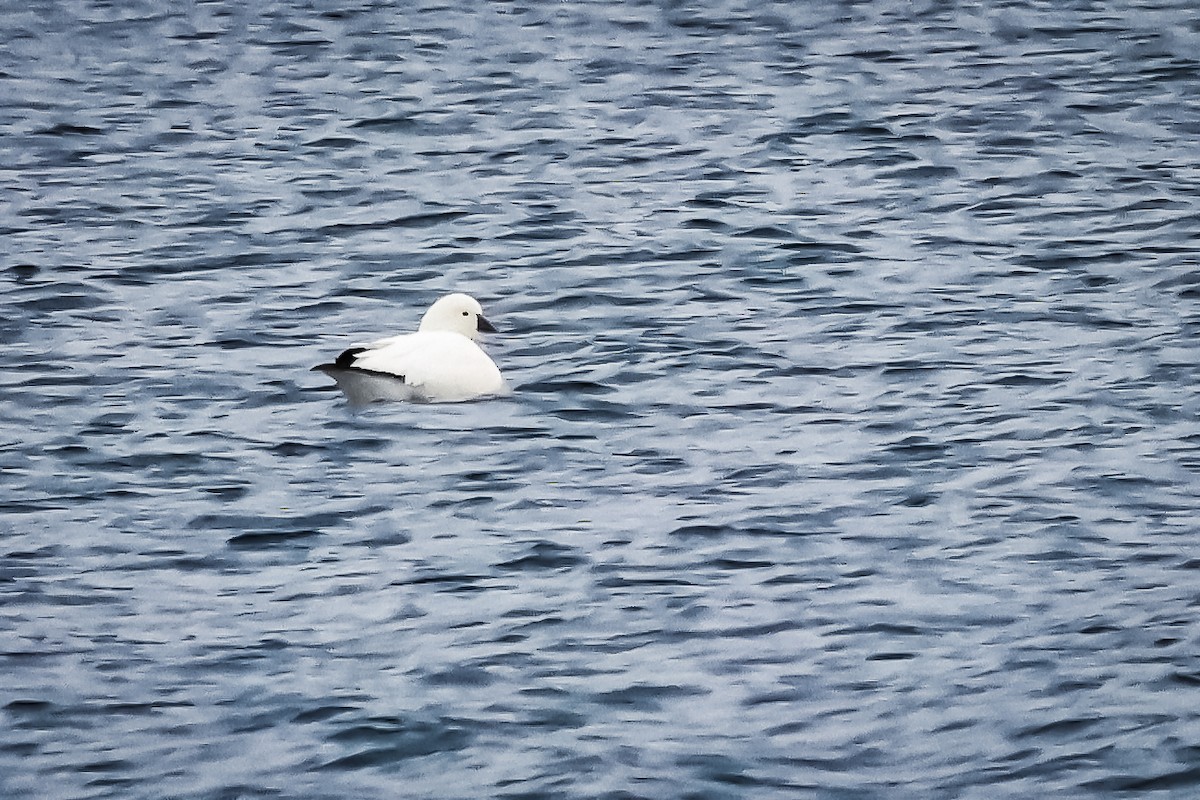 Ross's Goose - ML646713238