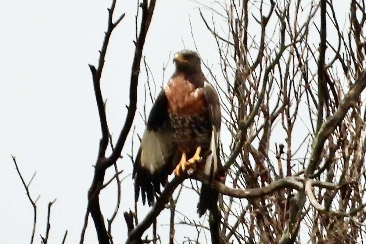 Felsenbussard - ML646713239