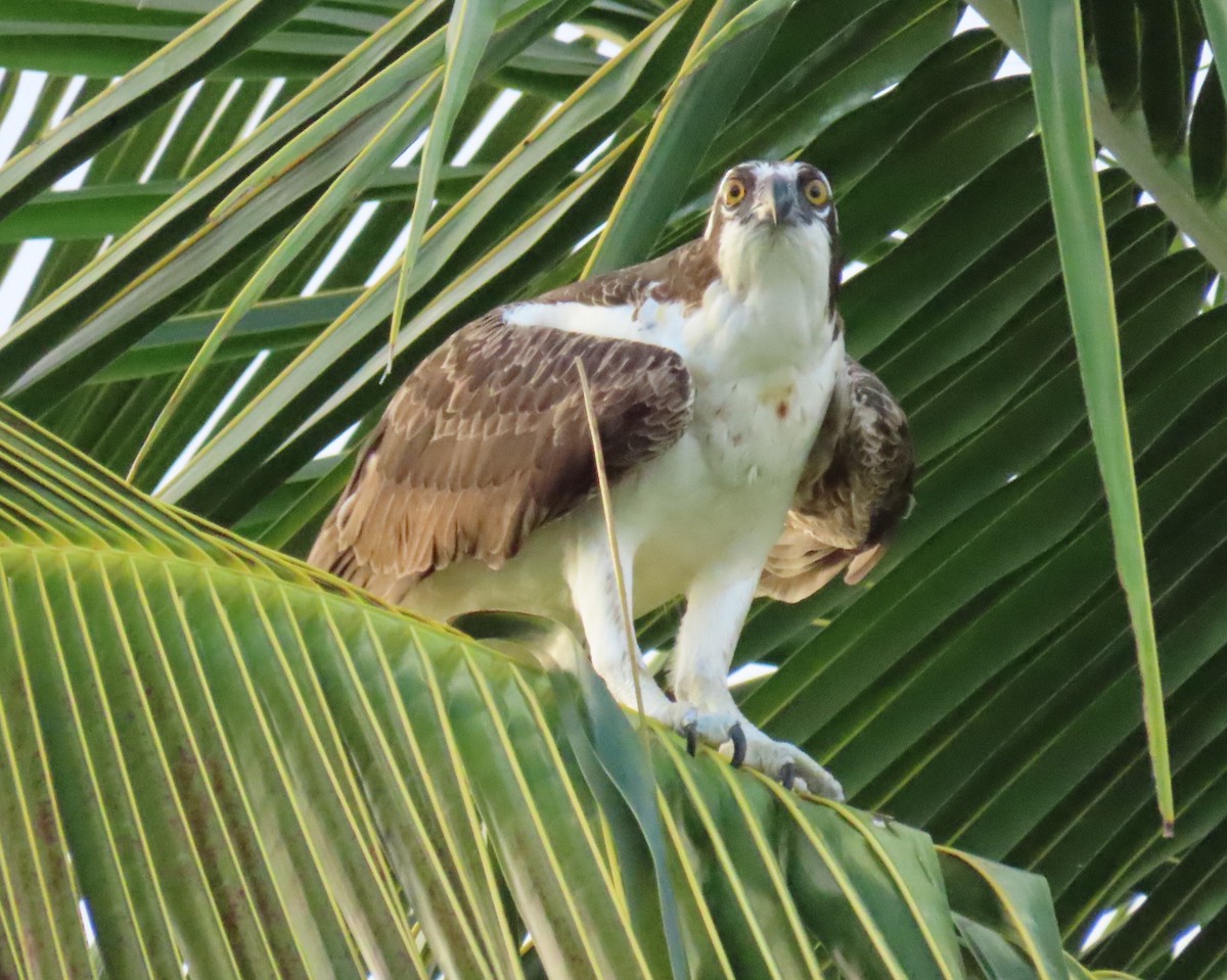 Balbuzard pêcheur - ML646713240