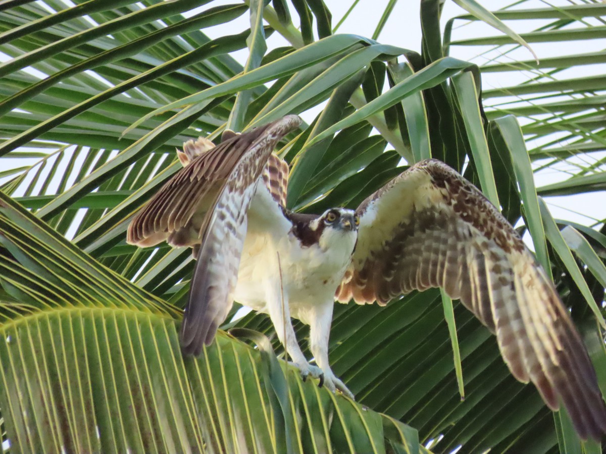 Balbuzard pêcheur - ML646713241
