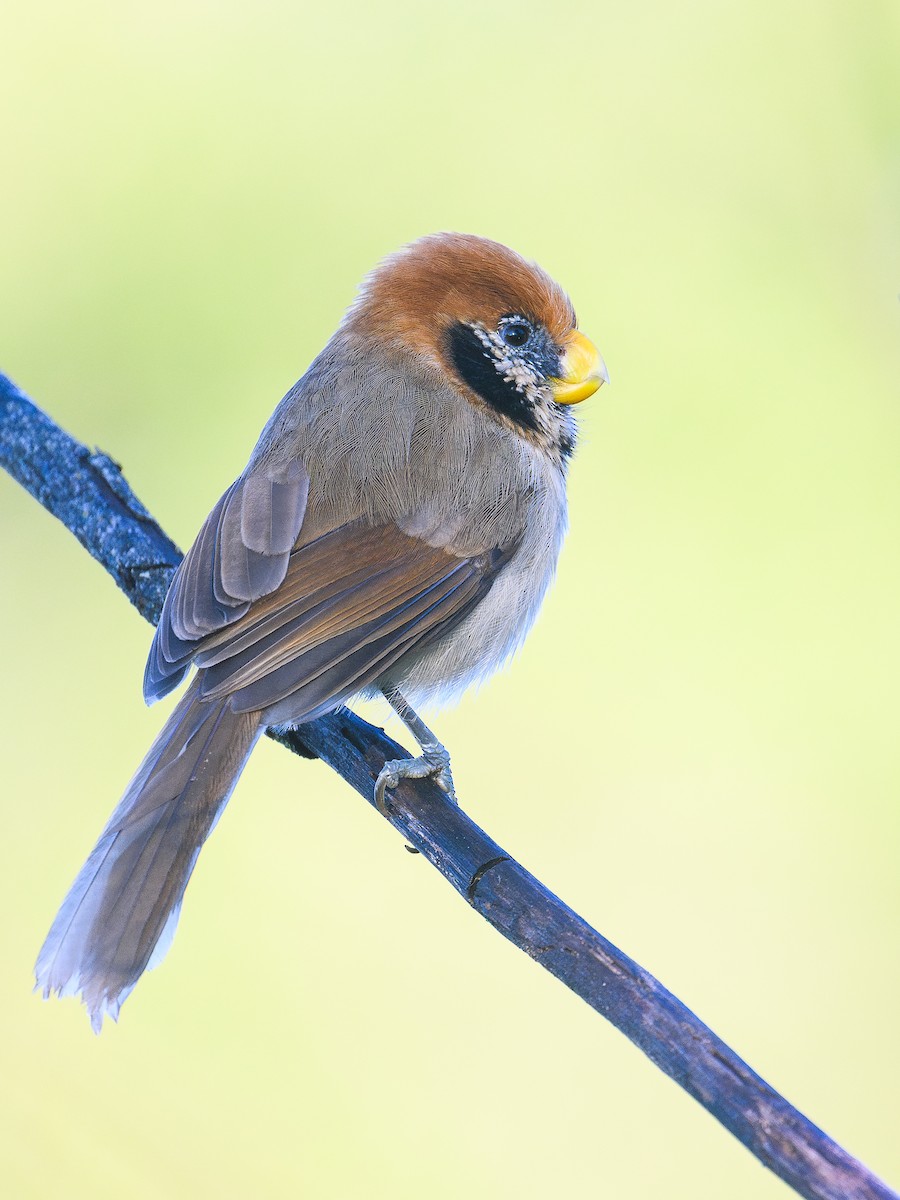 Spot-breasted Parrotbill - ML646713242