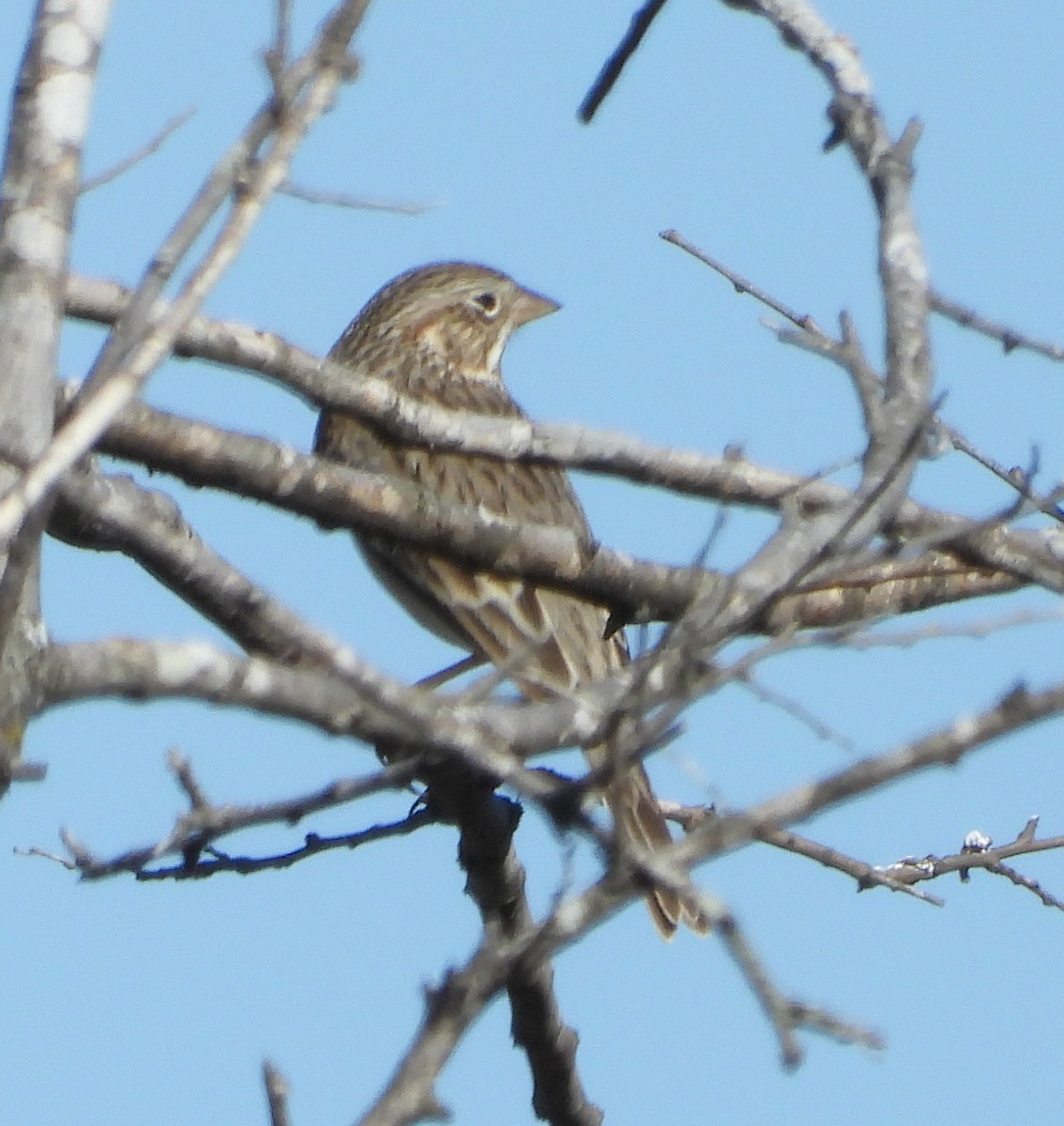 Вечерняя овсянка - ML646713243
