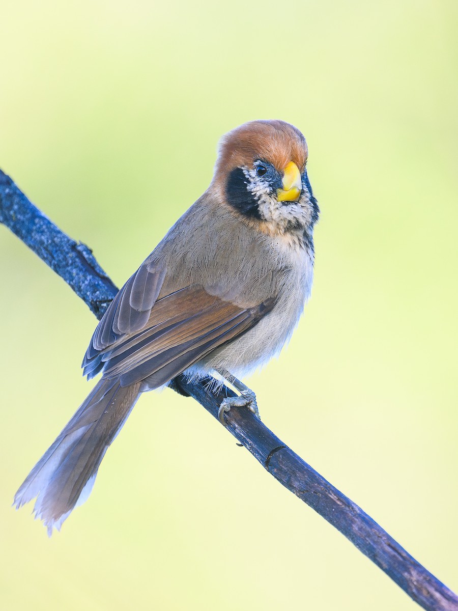 Spot-breasted Parrotbill - ML646713245