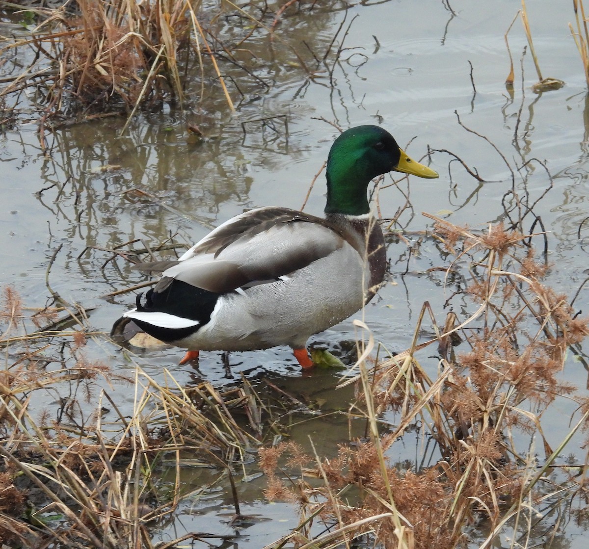 Крижень звичайний - ML646713246