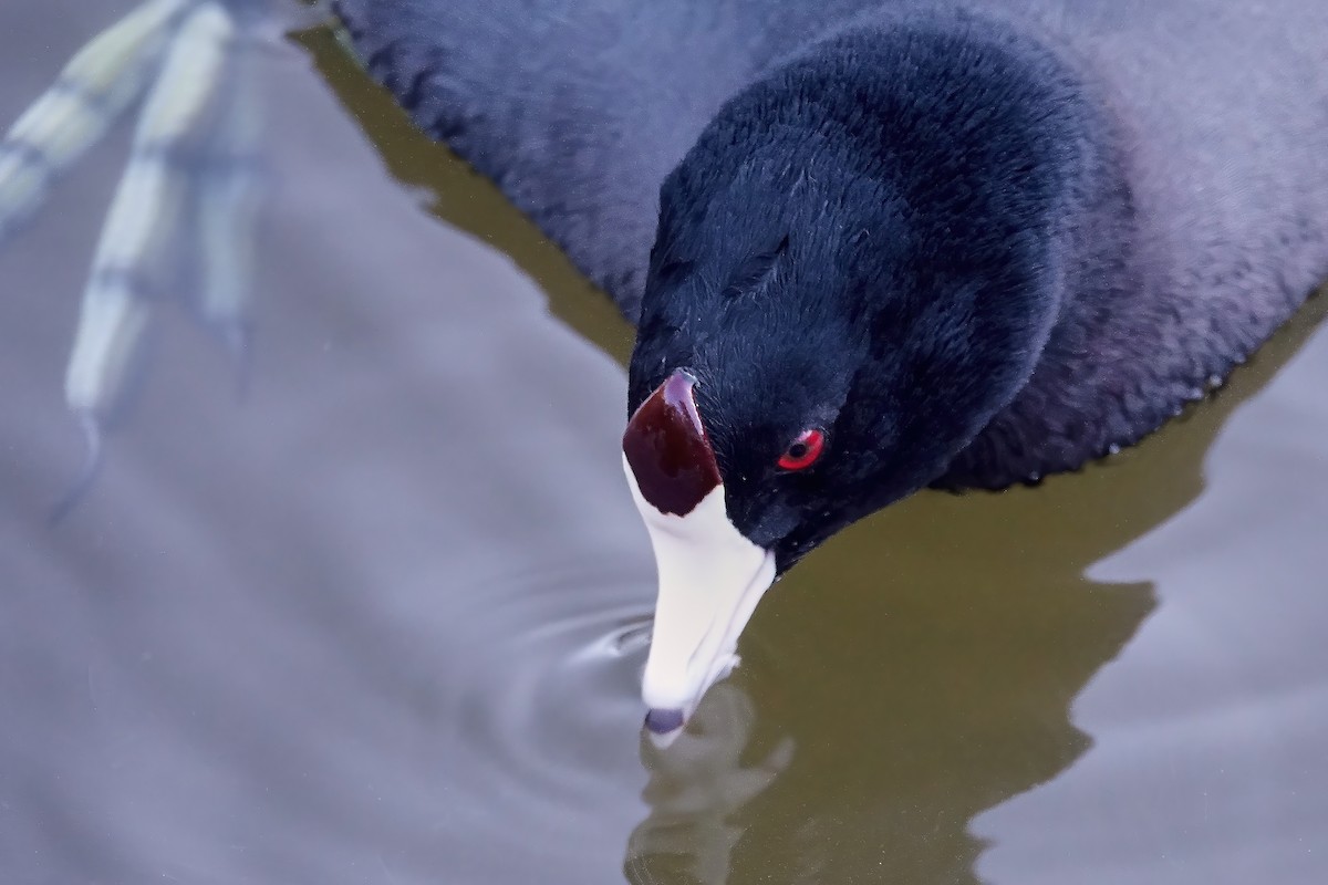American Coot - ML646713247