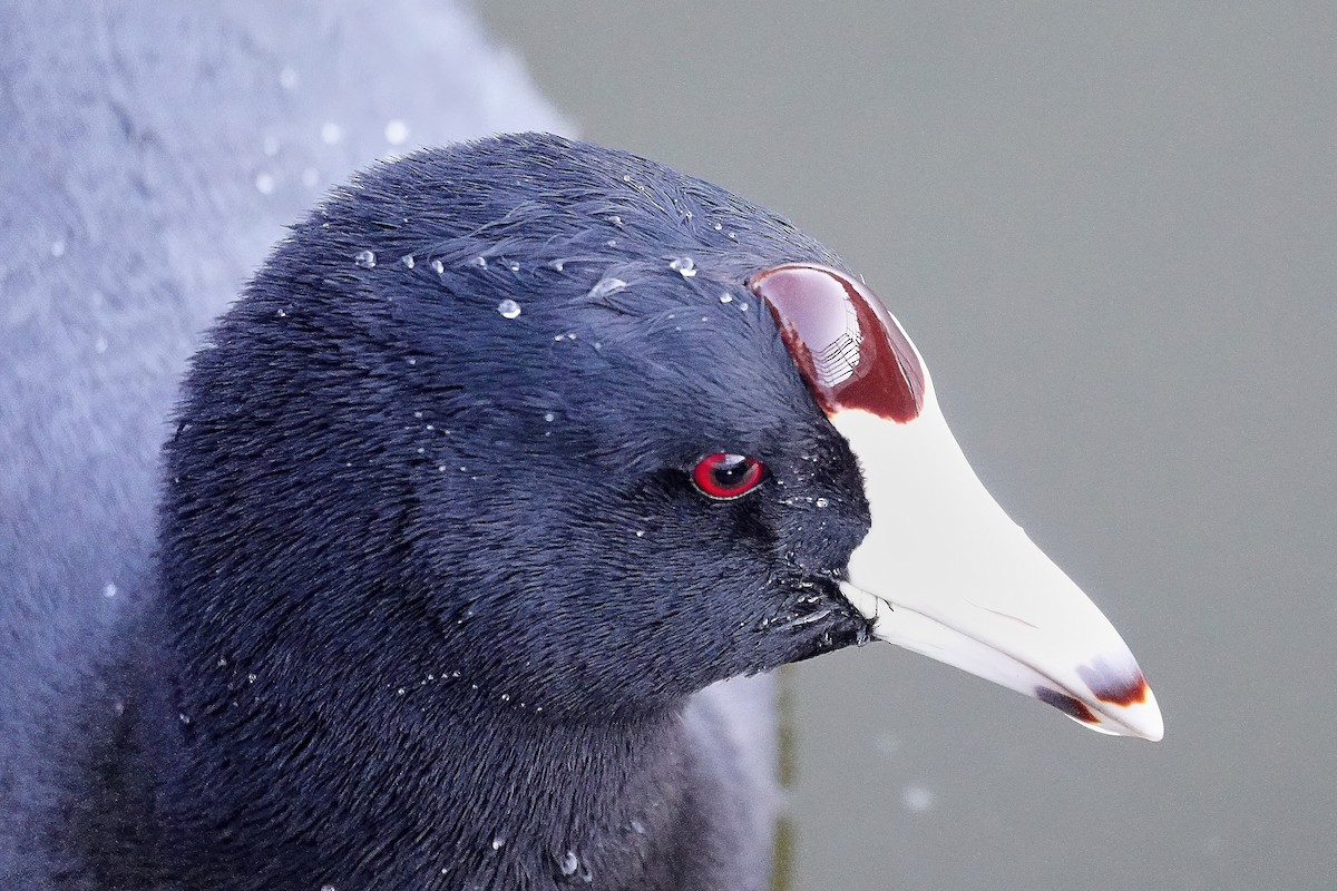 American Coot - ML646713248