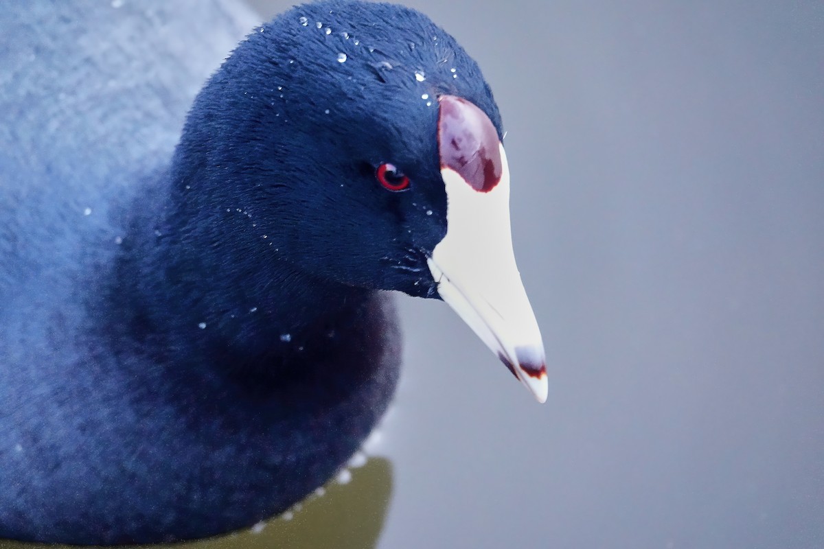 American Coot - ML646713249