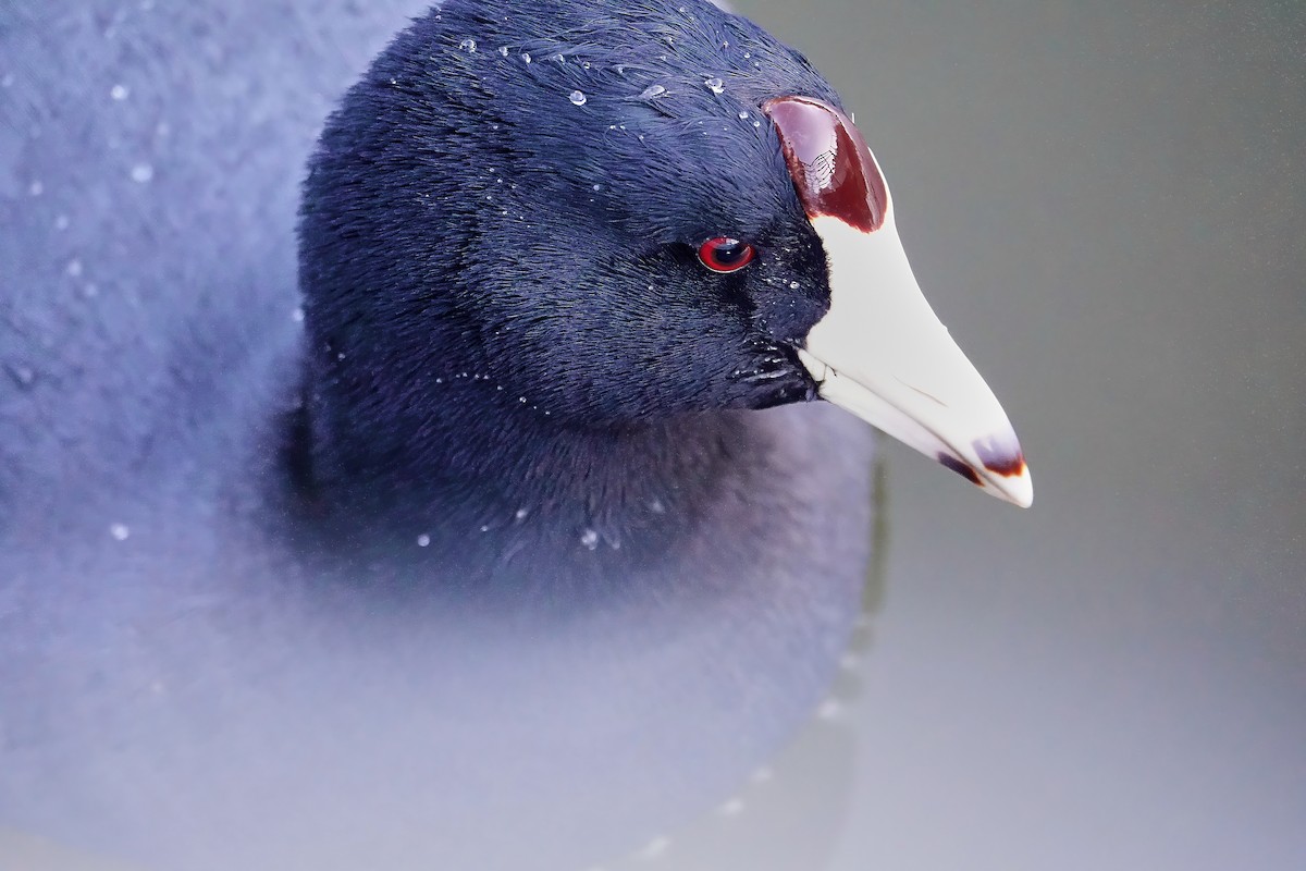 American Coot - ML646713250